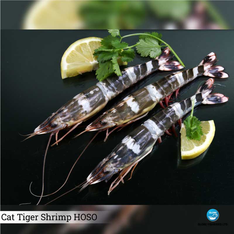 Cat Tiger Shrimp