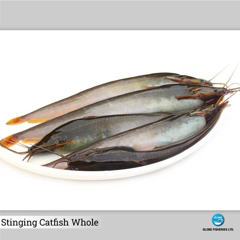 Stinging Catfish